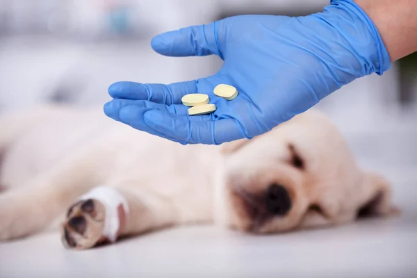 Tierarzt Hält Tabletten Der Hand Die Einem Welpen Gegeben Werden — Stockfoto