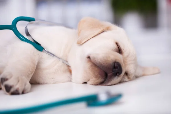 Roztomilé Štěně Labrador Spí Během Vyšetření Veterinární Roztomilý Pes Zamotá — Stock fotografie