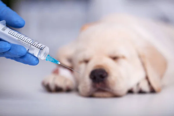 Ręka Gospodarstwa Strzykawki Szczepionką Słodkie Szczeniak Labrador Pojęcie Opieki Weterynaryjnej — Zdjęcie stockowe