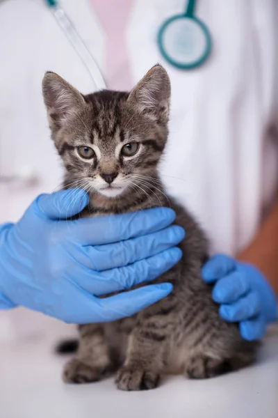 Piccolo Gattino Dal Medico Veterinario Che Sta Essere Esaminato Tenuto — Foto Stock