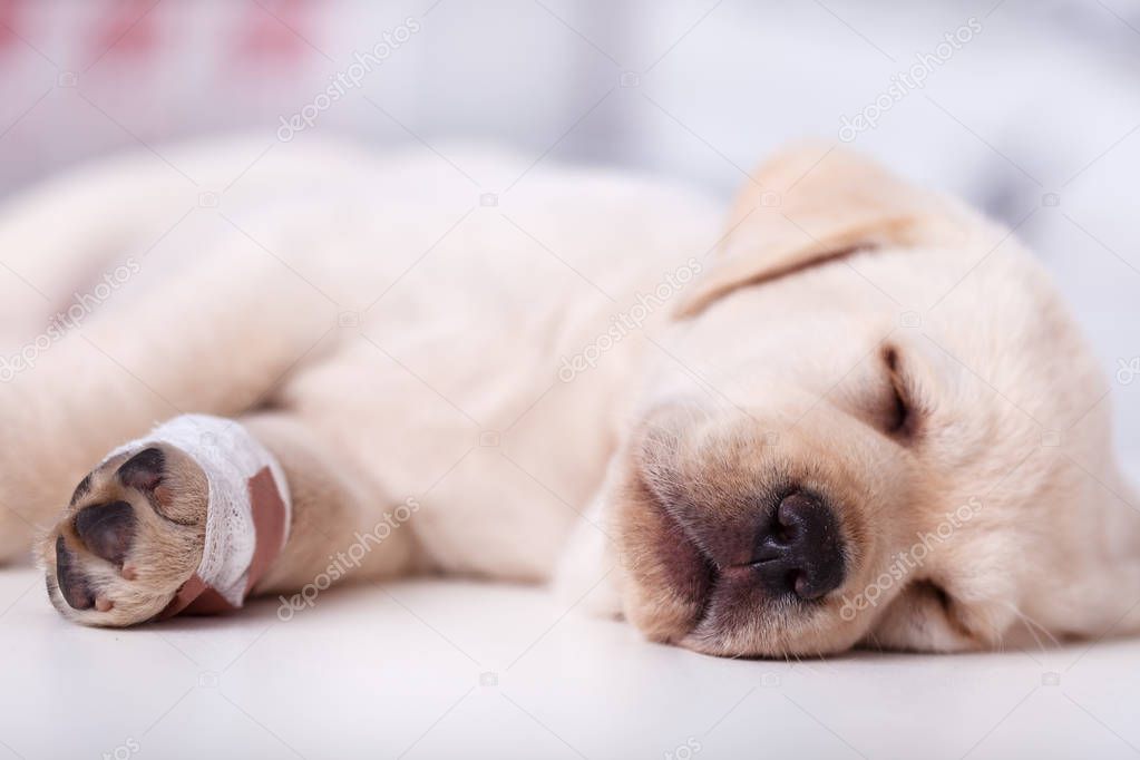 Cute labrador puppy dog with injured leg sleeping - closeup, shallow depth