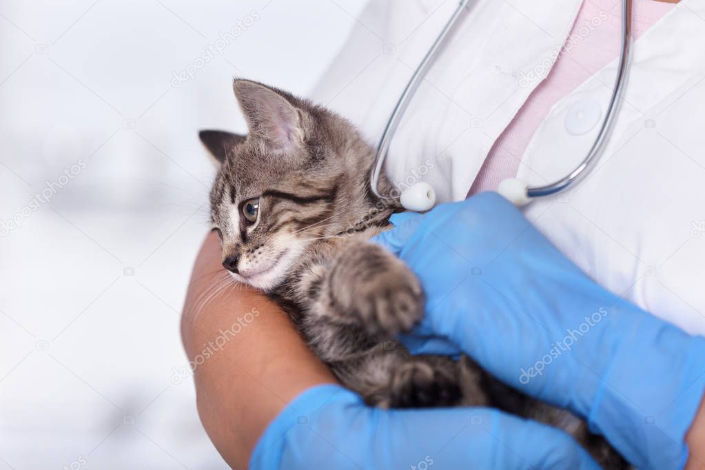Small kitten in the arms of the veterinary care professional - getting ready for examination, closeup