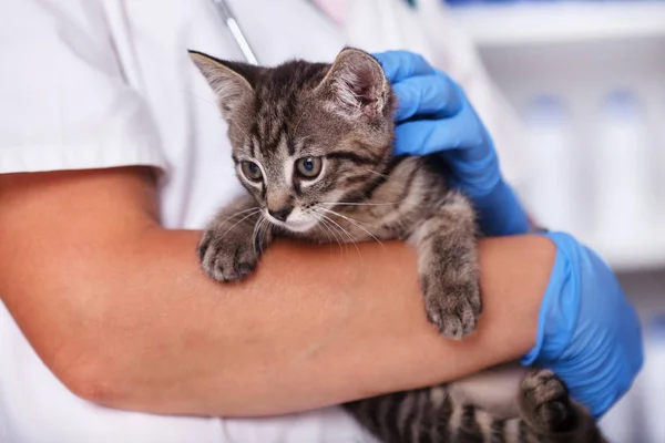 Small Kitten Held Veterinary Healthcare Professional Getting Ready Examination Closeup — Stock Photo, Image