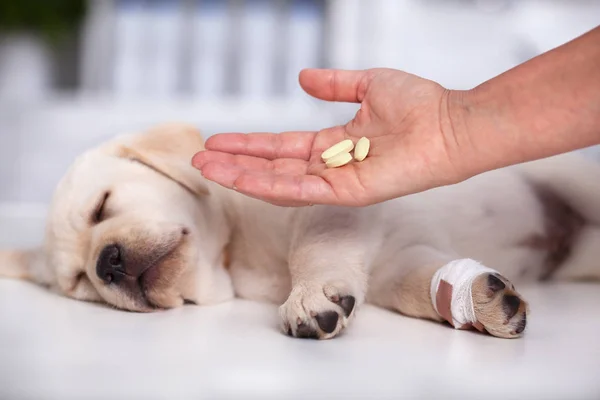 Tierärztliche Betreuung Professionelle Hand Mit Medikamenten Für Einen Niedlichen Labrador — Stockfoto