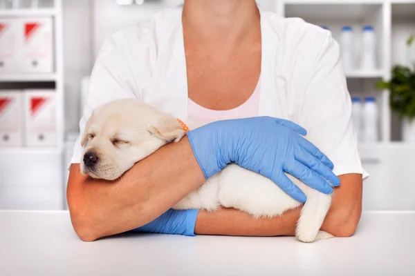 Śliczny Szczeniak Labrador Spanie Ręce Profesjonalnej Opieki Weterynaryjnej Zbliżenie — Zdjęcie stockowe