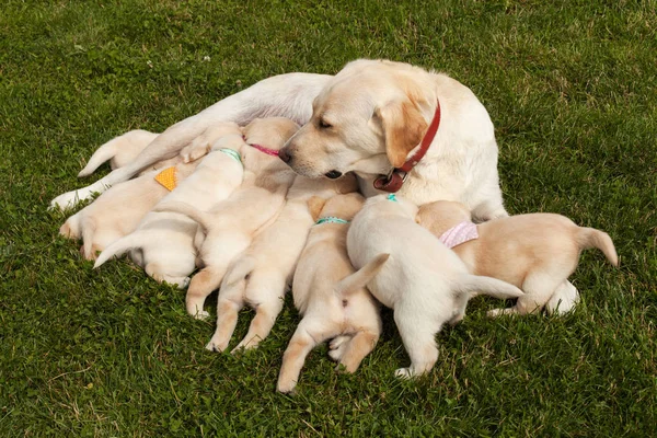 Perro Labrador Alimentar Sus Adorables Cachorros Con Distintivas Bufandas Colores — Foto de Stock