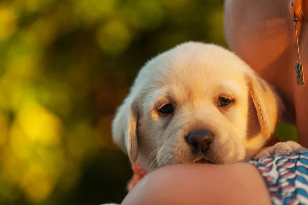 Gospodarstwo Kobieta Ładny Pies Szczeniak Labrador Blisko Jej Twarz Zbliżenie — Zdjęcie stockowe