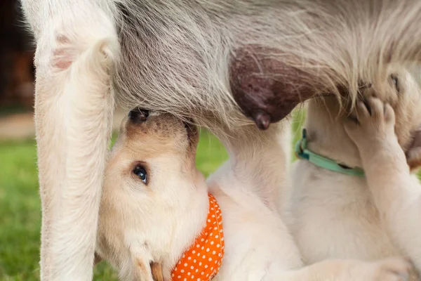 Fechar Adoráveis Filhotes Labrador Sugando Leite Alongamento Para Alcançar Mamilo — Fotografia de Stock