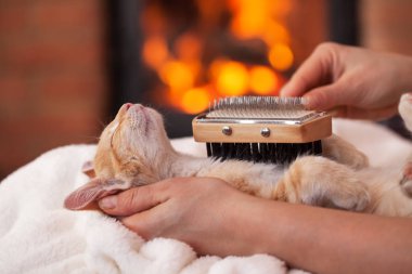 Derin gevşeme de kedi zevk sahibi - şömine önünde, kadın elinde yalan tarafından fırça