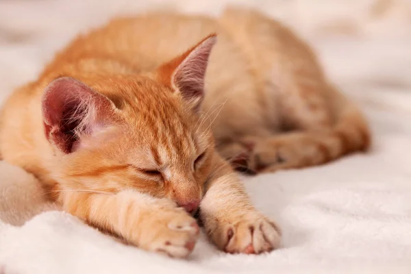 Cute Ginger Kitten Sleeping Soft White Blanket Closeup — Stock Photo, Image