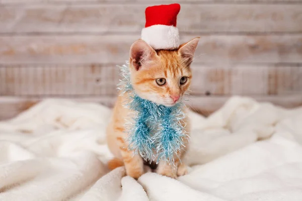 白い毛布の上に座って ふわふわマフラーとサンタ帽子を身に着けているクリスマスのため準備ができてかわいいジンジャー子猫 — ストック写真