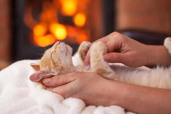 暖炉の前で手を所有者から休暇シーズンでふれあい 女性に横たわってかわいい子猫 Enhoy — ストック写真