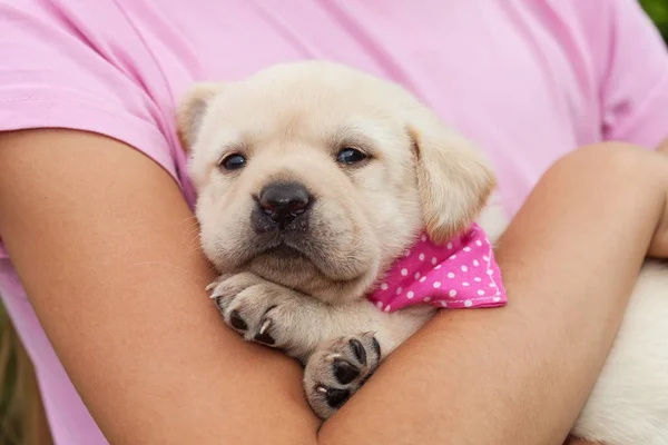 Cute kobiet Labrador szczeniaka psa leżącego w młodej ręce dziewczyny — Zdjęcie stockowe