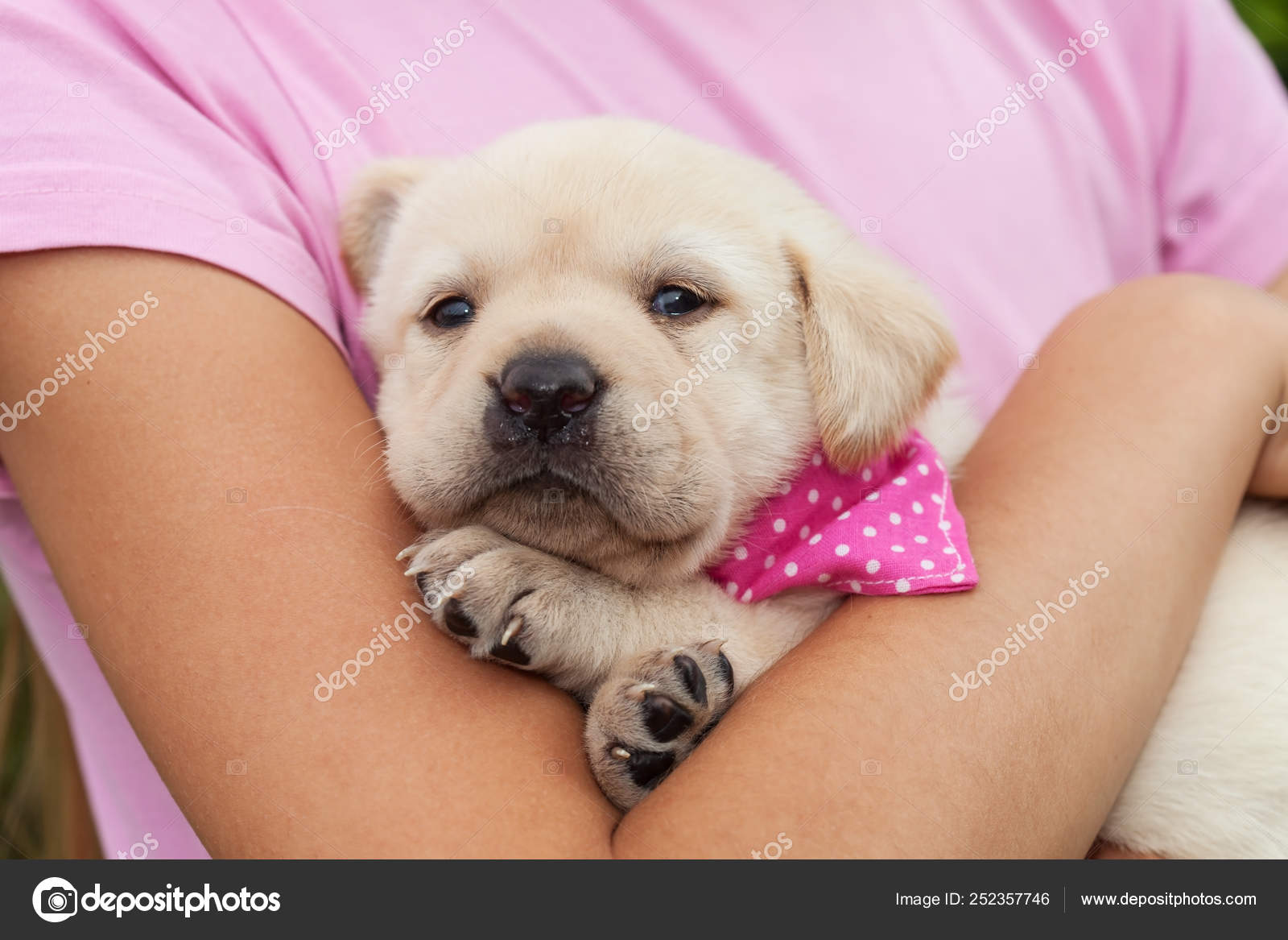 Cute female labrador puppy dog lying in young girl arms — Stock