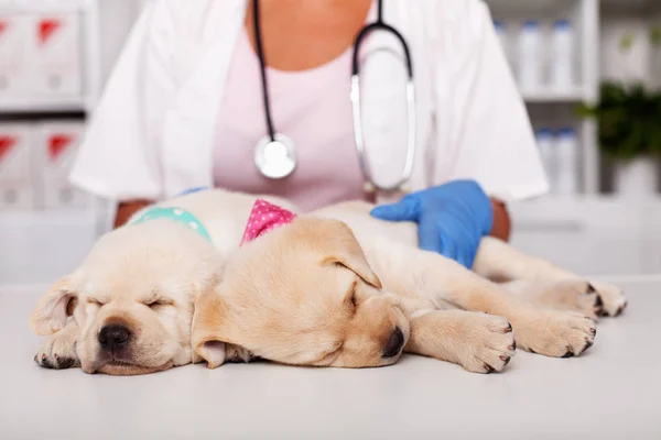 Vete で診察台に眠っているかわいいラブラドルの子犬犬 — ストック写真