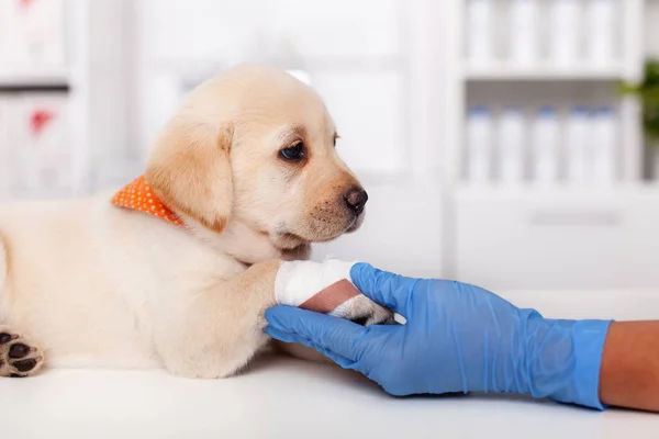Pies Labrador Puppy odpoczynku jego bandażach łapy w zdrowiu zwierząt — Zdjęcie stockowe