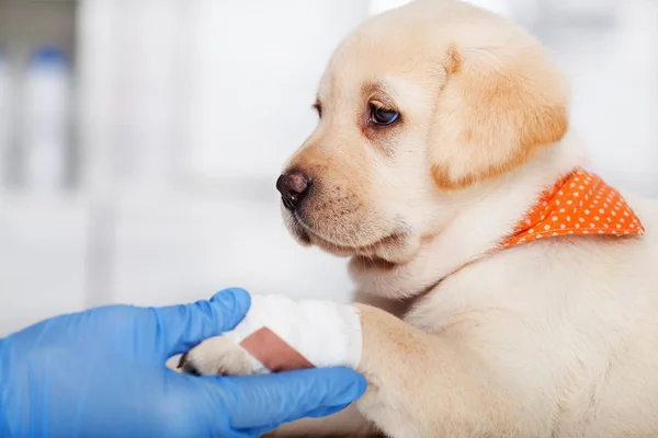 Sevimli Labrador yavrusu Veteriner doktor onun bandajlı pençe istirahat — Stok fotoğraf