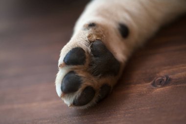 Labrador köpek köpeği Paw-yakın yukarı