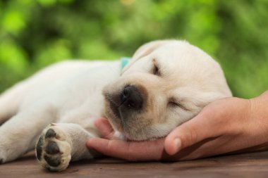 Kafasının içindeki sahip dinlenme ile uyuyan genç labrador yavru köpek