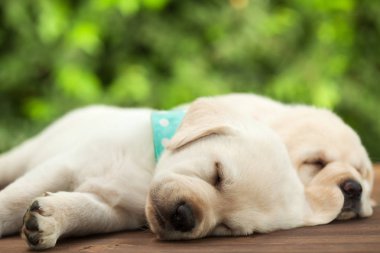 Uyuyan sevimli labrador yavru köpekleri ahşap yüzeyde - yakın çekim