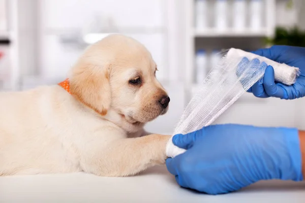 Tierärztin legt Verband auf niedliches Labor — Stockfoto