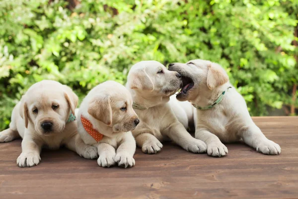 Bonitos cachorros labrador deitado e brincando na superfície de madeira — Fotografia de Stock