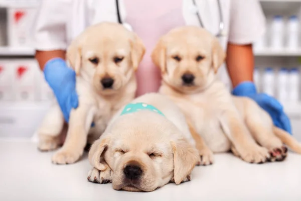 Lindos cachorros labradores en el consultorio del médico veterinario - con uno —  Fotos de Stock