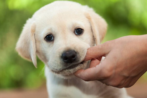 Cute labrador puppy dog chewing on owners finger - close up — Stock Photo, Image
