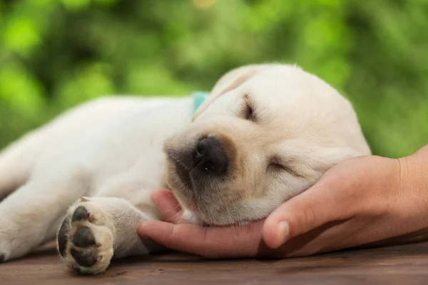Молода собака цуценя-лабрадор спить з головою відпочиває у власника — стокове фото