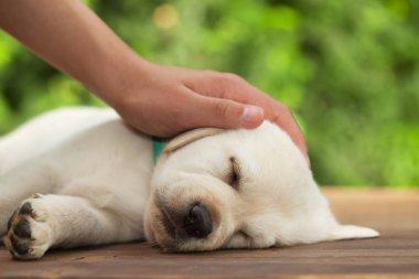 El korumak uyku labrador yavru köpek - kadar yakın