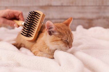 Kitten yumuşak bir battaniye üzerinde yatan fırçalama zevk