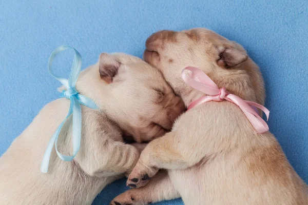 สุนัขลูกสุนัขลาบราดอร์ที่เกิดใหม่ - ชายและหญิง - นอนบนสีฟ้า — ภาพถ่ายสต็อก