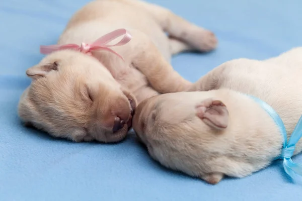 Rozkošné štěňátko z Labradoru spící na modré přikrývce — Stock fotografie