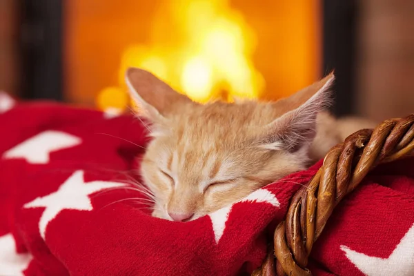 Chaton orange dormant sur une couverture rouge devant la cheminée — Photo