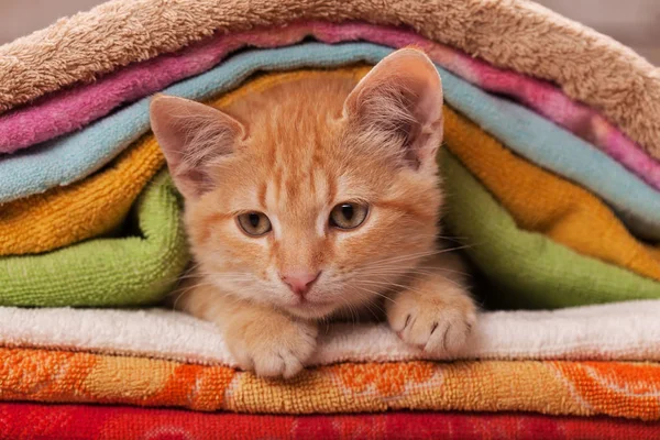 Niedliches orangefarbenes Kätzchen schlüpft durch einen Stapel bunter Handtücher - — Stockfoto