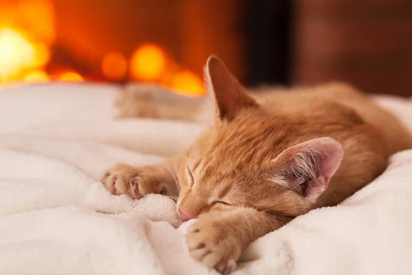 Słodki leniwy wieczór przy kominku-pomarańczowy kociak leżący na WHI — Zdjęcie stockowe