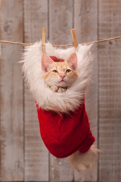 Chaton demandant un beau cadeau - prier avec les pattes jointes, nes — Photo