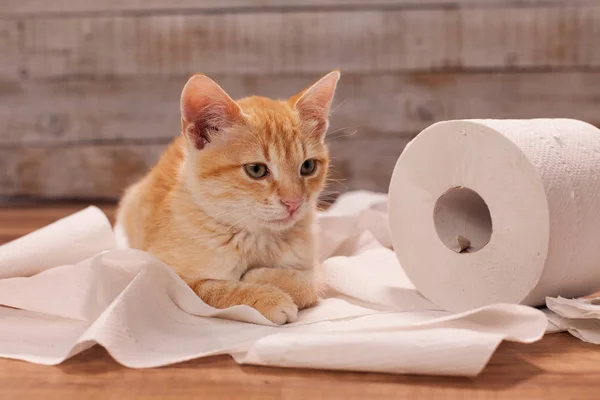 Lindo gatito naranja jugando con un rollo de papel higiénico - acostado en t —  Fotos de Stock