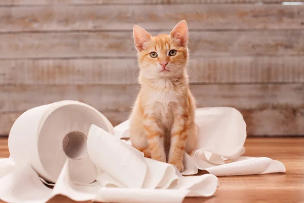 Niedliches orangefarbenes gestromtes Kätzchen auf den Resten von Toilettenpapier — Stockfoto