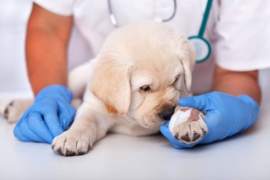 Veteriner sağlık profesyonel genç köpek yavrusu tutan - küçük 
