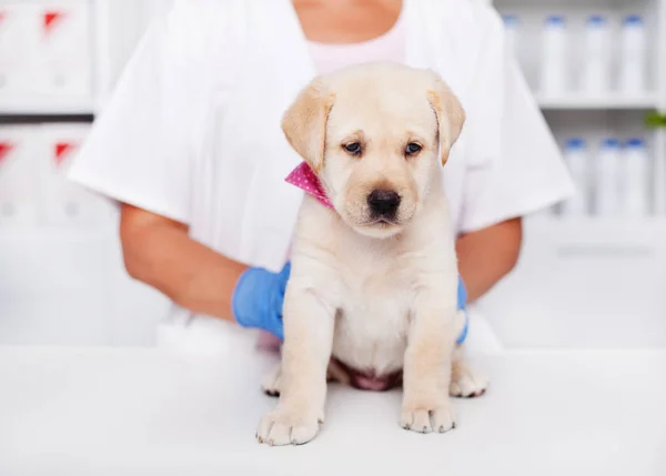 Cute kobiet Labrador Puppy pies siedzi na stole egzaminacyjne — Zdjęcie stockowe