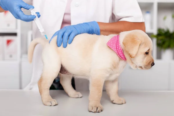 Niedlicher Labrador Welpe erhält Spritze beim Tierarzt — Stockfoto