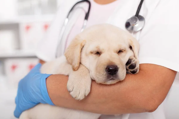 Veteriner healthc kollarında uyuyan sevimli labrador köpek yavrusu — Stok fotoğraf