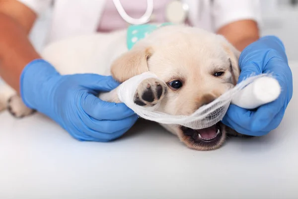 Симпатичный щенок играет с повязкой положить на лапу у ве — стоковое фото