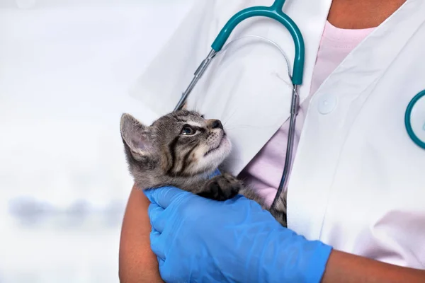 Veterinaire zorgprofessional Holding Young kitten — Stockfoto