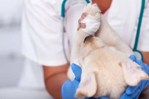 Veterinaria profesional de la salud que sostiene cachorro joven con banda —  Fotos de Stock