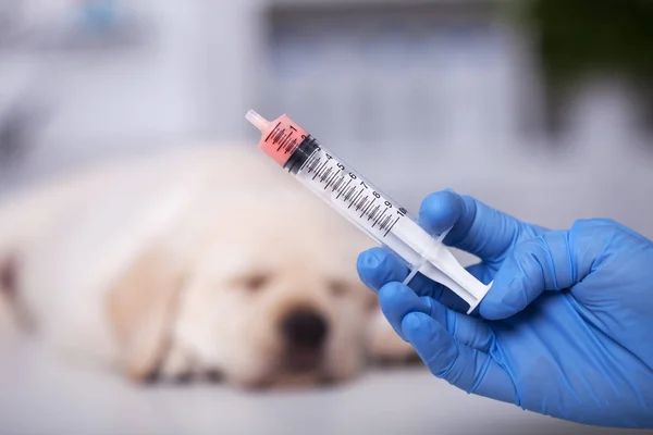 Puppy dog at the veterinary doctor to receive anti vermin medica — Stock Photo, Image