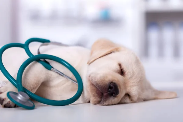 Veteriner muayene sekmesinde uyuyan sevimli labrador köpek yavrusu — Stok fotoğraf