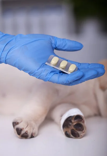 Концепция ветеринарной помощи - с ручным удержанием в руках — стоковое фото