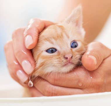 Kadın elleri yavaşça sevimli bir kedi yavrusu sırılsıklam - bir b için onu hazırlanıyor